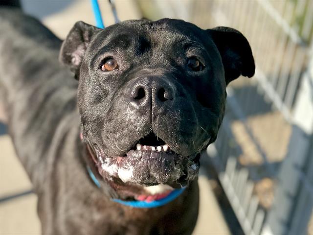 Enlarge ORCA, a Adoptable Pit Bull Terrier in Martinez, CA image 1/1