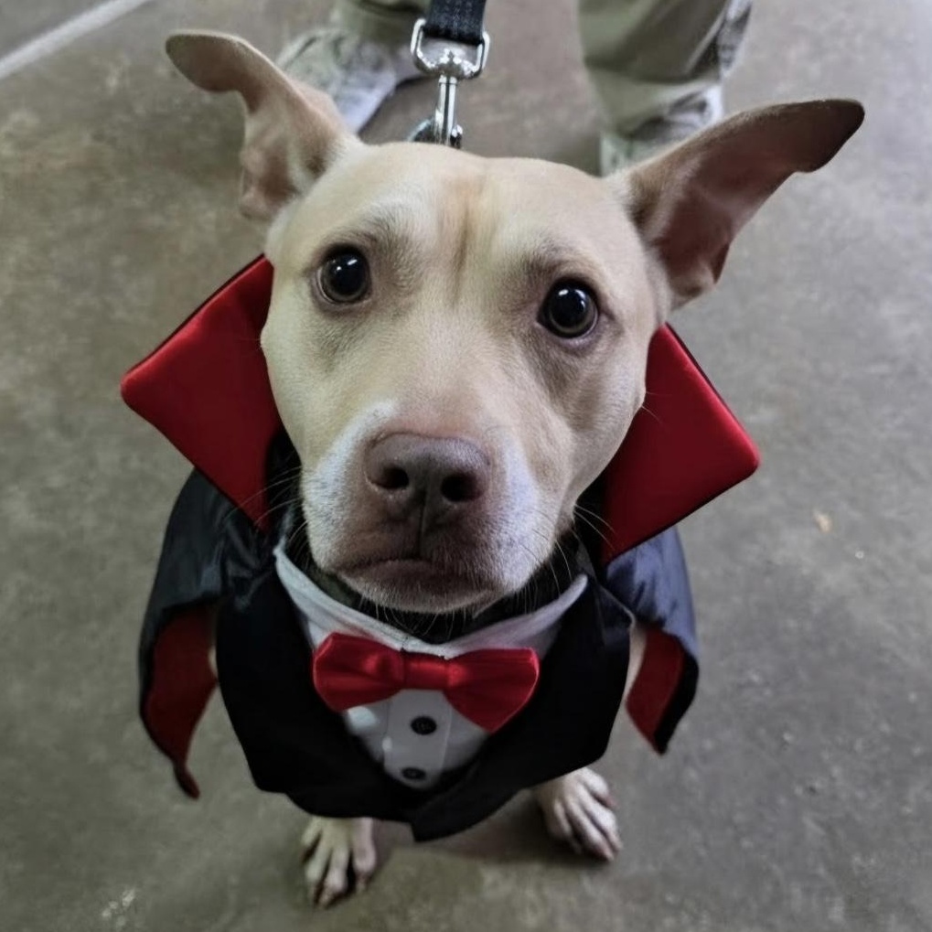 Enlarge WINSTON 2.0 - A HAPPY MORE CONFIDENT BOY - PLS WATCH HIS VIDEO, a Adoptable Terrier in Clifton, NJ image 1/6