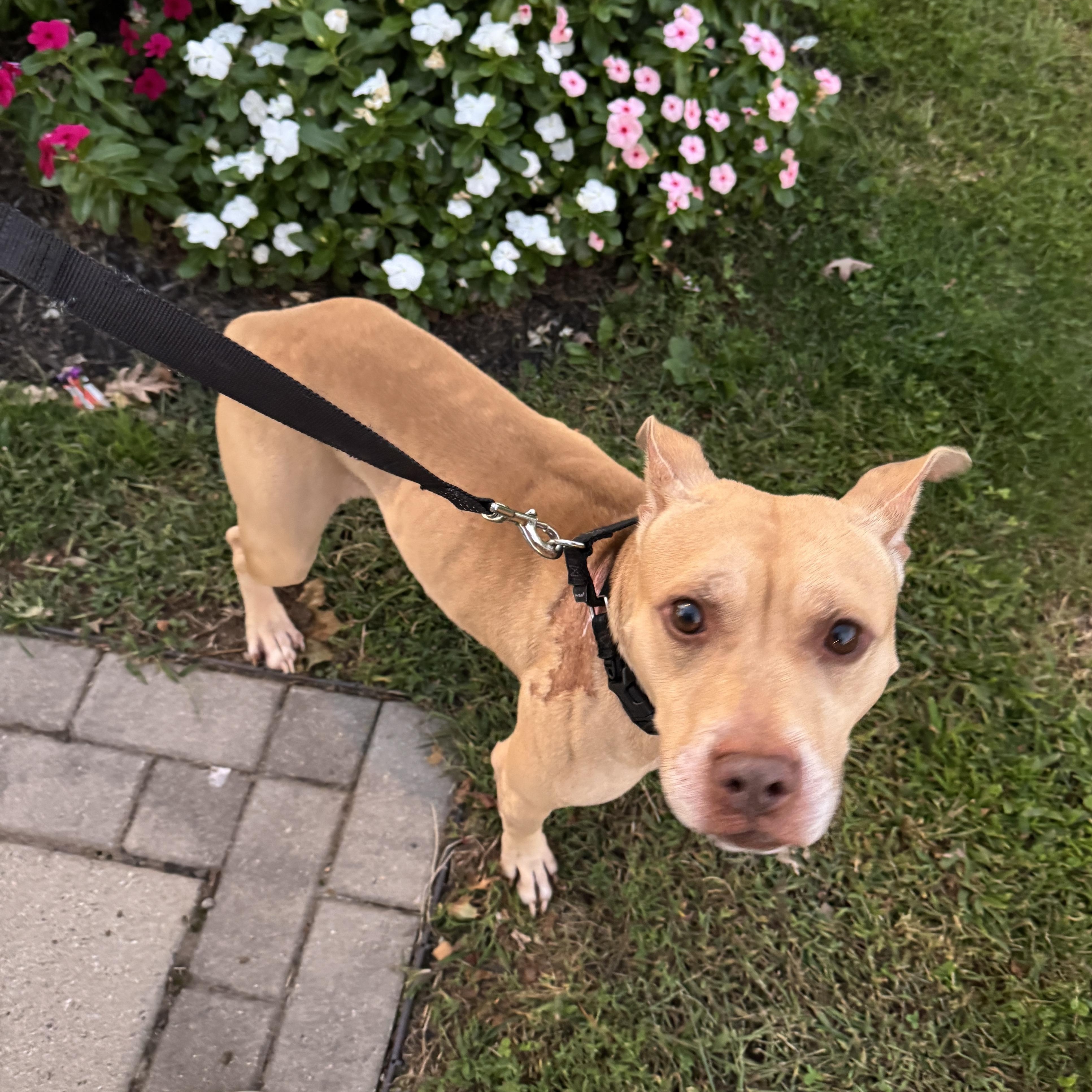 Enlarge WINSTON 2.0 - A HAPPY MORE CONFIDENT BOY - PLS WATCH HIS VIDEO, a Adoptable Terrier in Clifton, NJ image 2/6