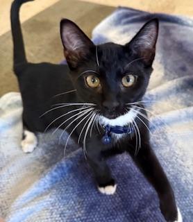 Checkers, Baby Male Domestic Short Hair