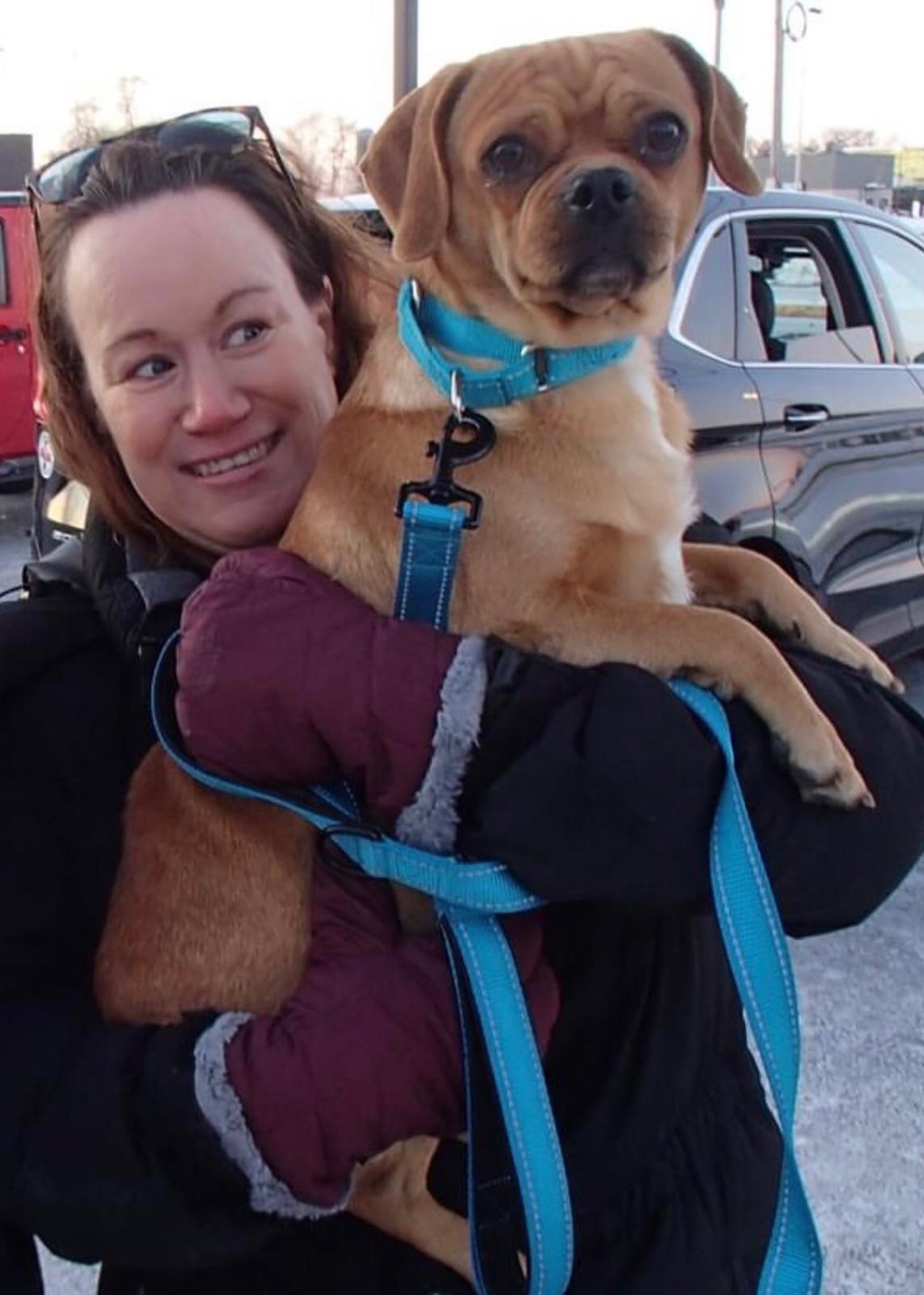 Ringo, Adoptable, Adult Male Puggle.