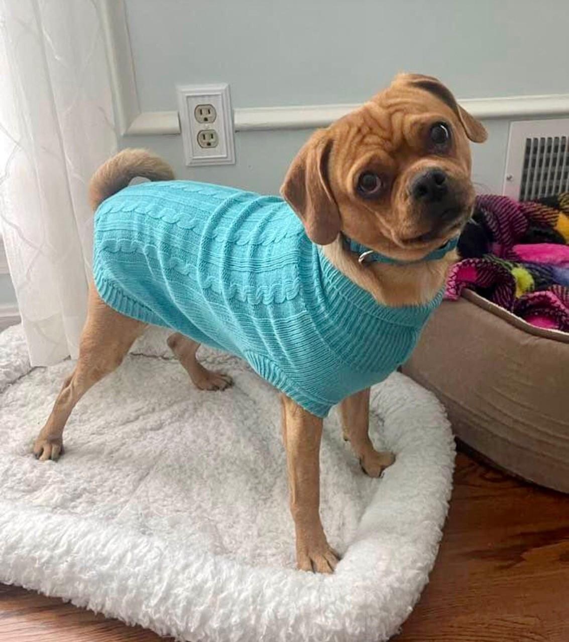 Enlarge Ringo, a Adoptable Puggle in Louisville, KY image 2/4