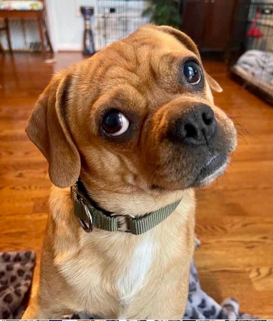 Enlarge Ringo, a Adoptable Puggle in Louisville, KY image 3/4