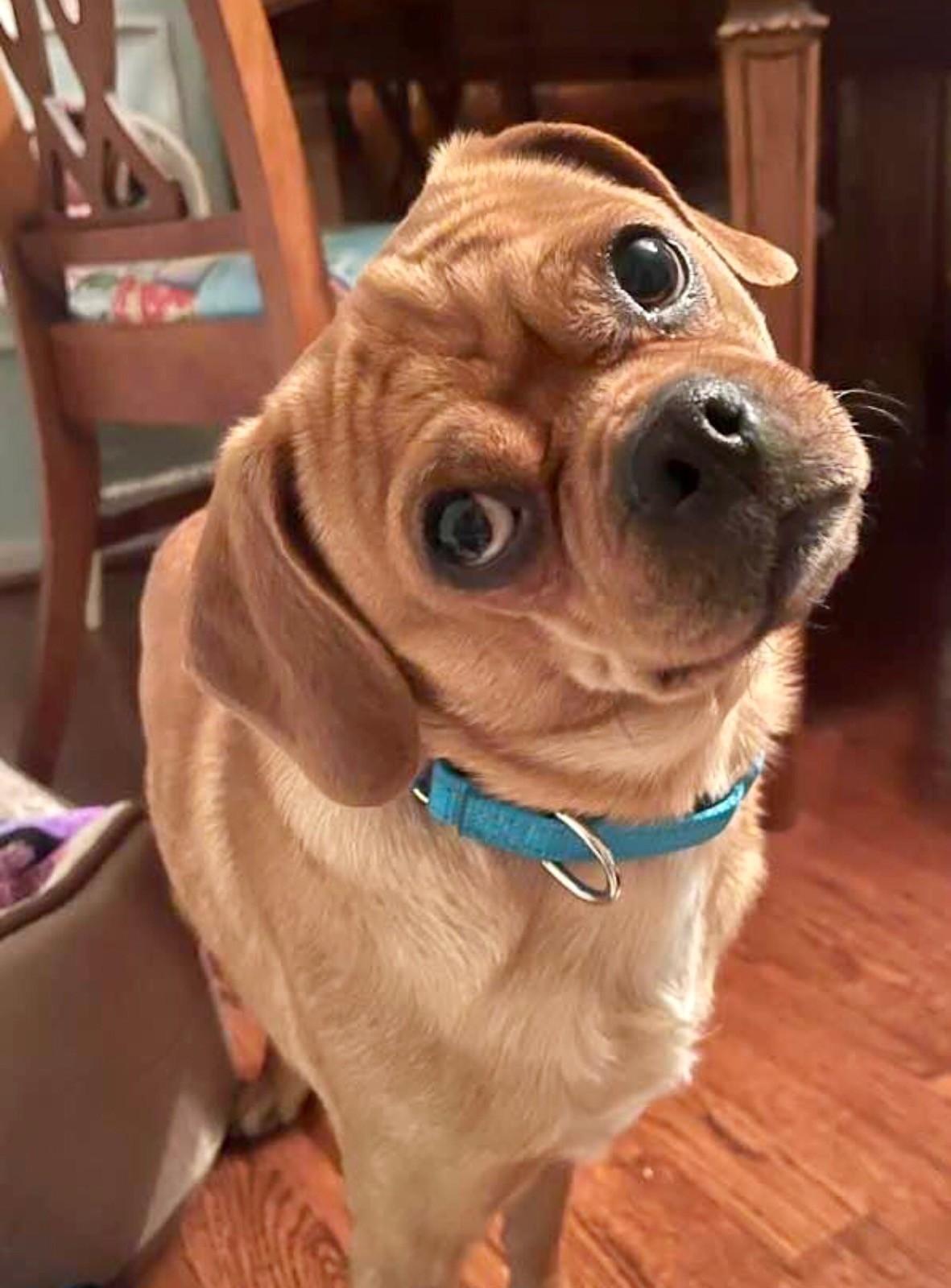 Enlarge Ringo, a Adoptable Puggle in Louisville, KY image 4/4
