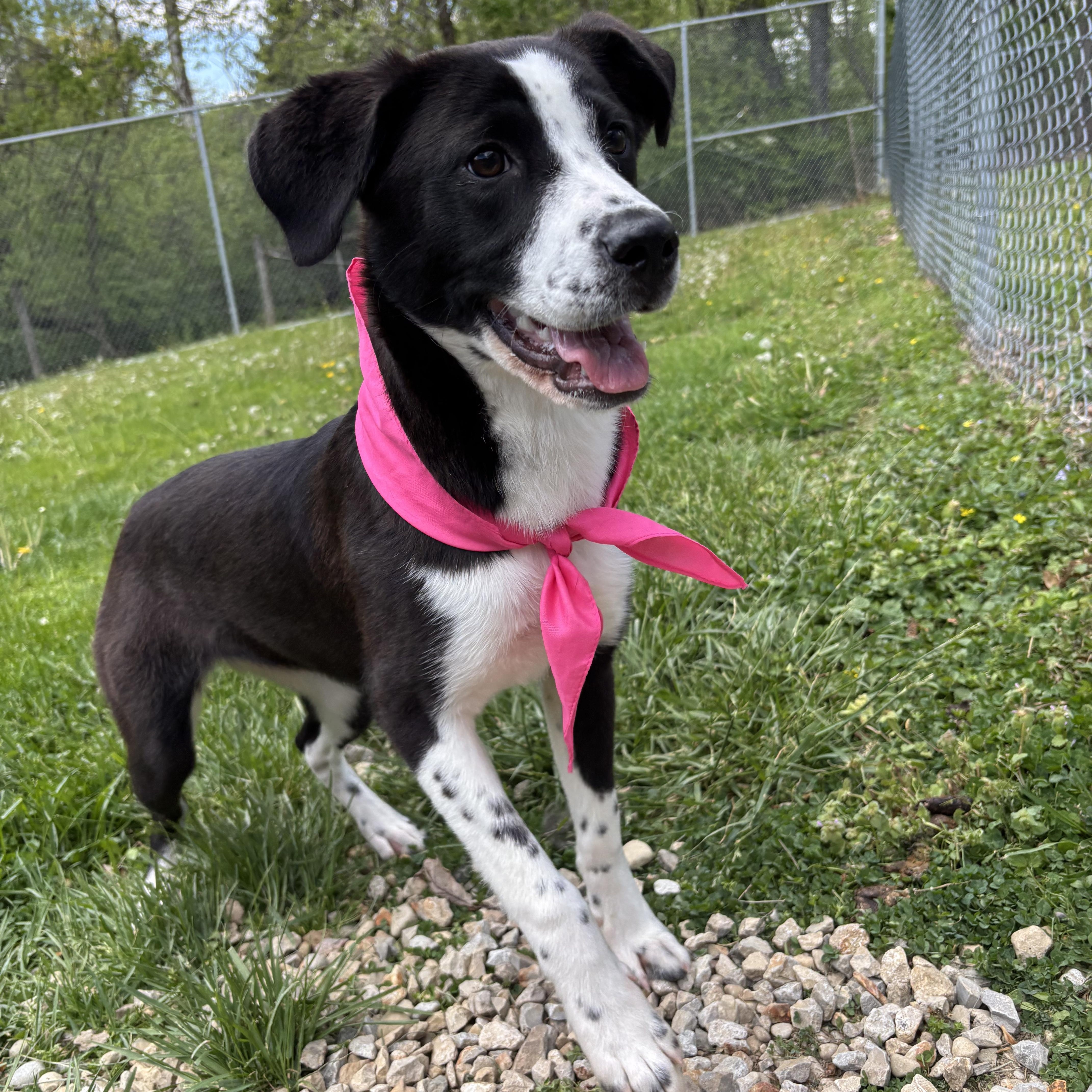 Enlarge Pie, a ADOPTABLE Mixed Breed in Circleville, OH image 1/3