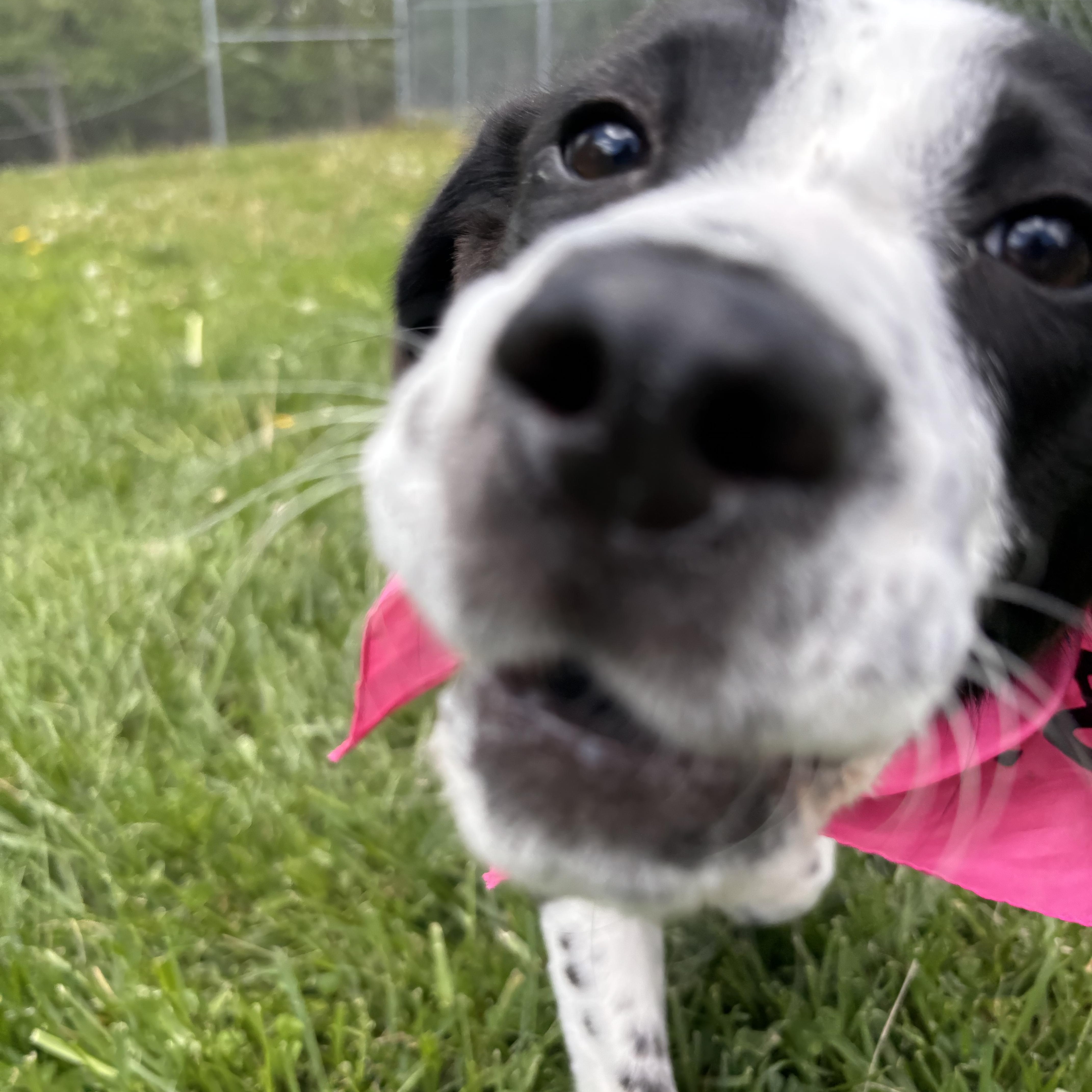Enlarge Pie, a ADOPTABLE Mixed Breed in Circleville, OH image 2/3