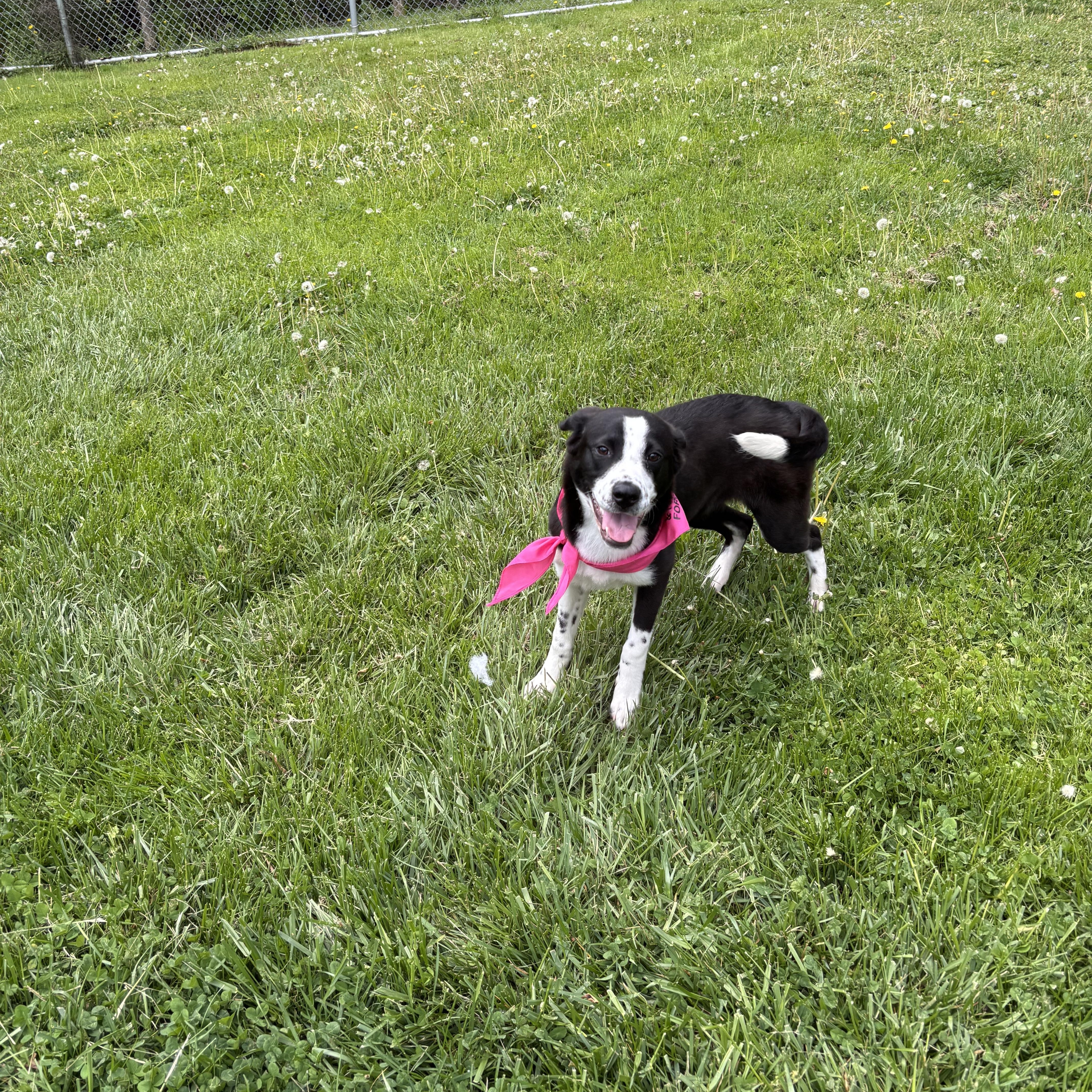 Enlarge Pie, a ADOPTABLE Mixed Breed in Circleville, OH image 3/3