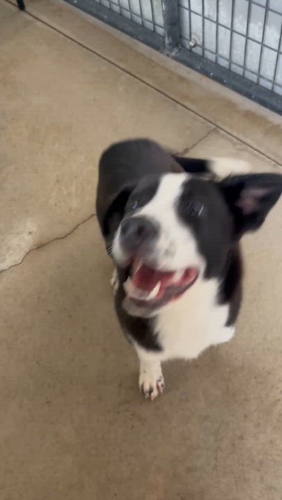 Enlarge Pie, a ADOPTABLE Mixed Breed in Circleville, OH video 4/4