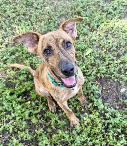 Bobby Sue, Adopted, Young Female Mountain Cur & Plott Hound.