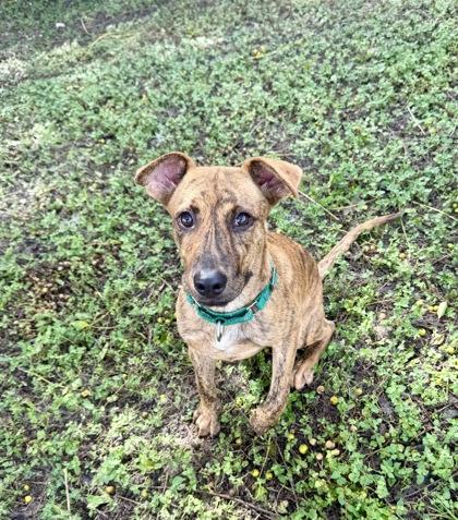 Enlarge Bobby Sue, a Adopted mixed breed in Inverness, FL image 2/2