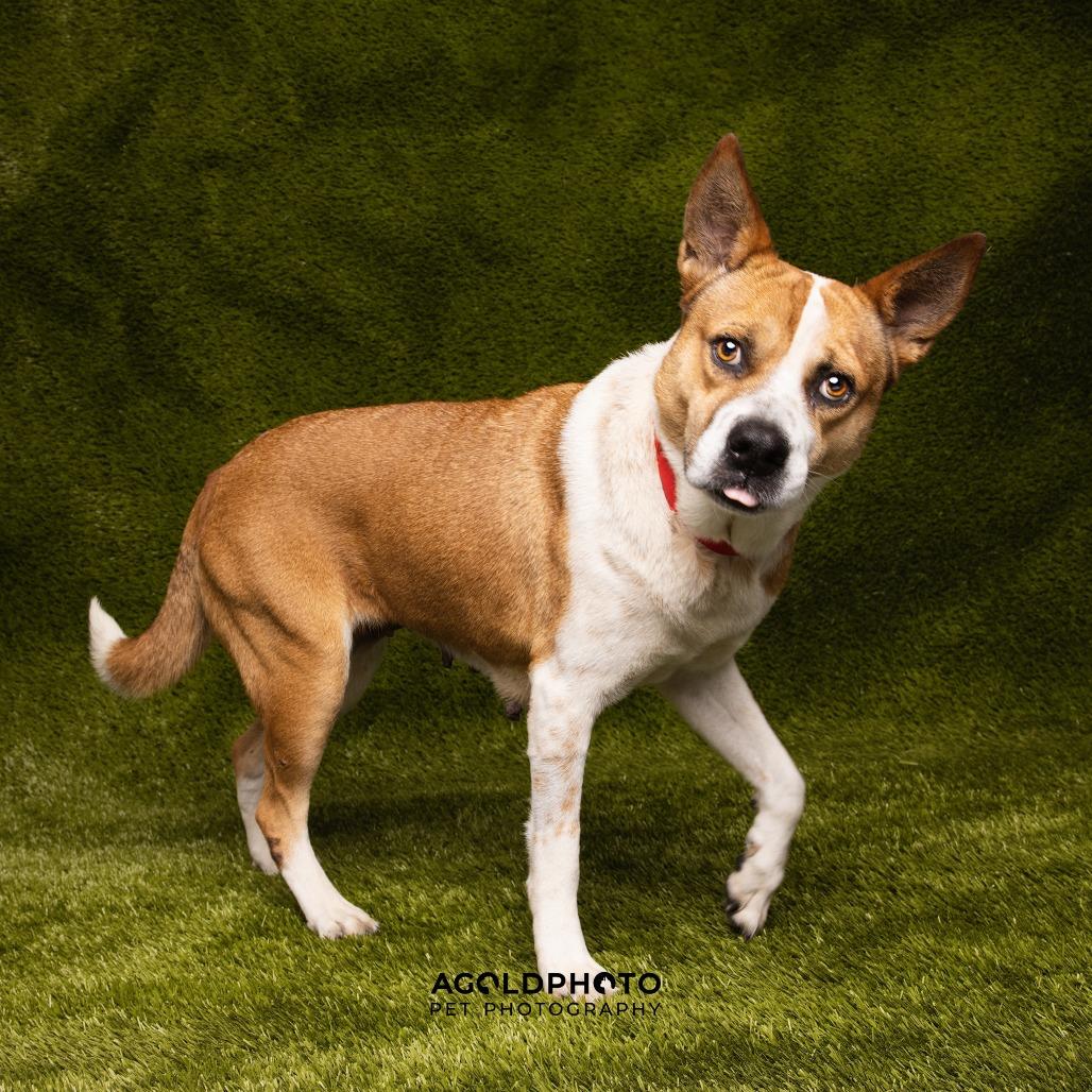 Deja, Adoptable, Adult Female Hound & Mixed Breed.