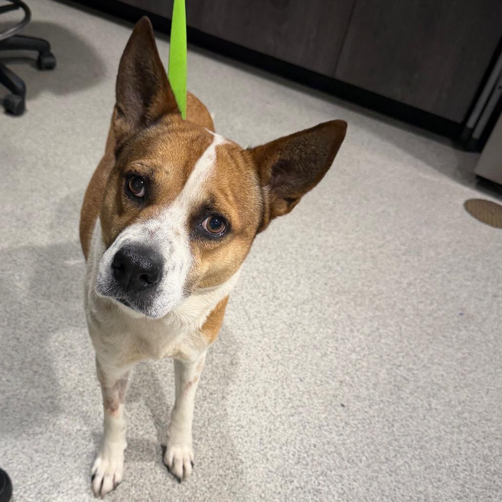 Enlarge Deja, a Adoptable mixed breed in Tampa, FL image 2/2
