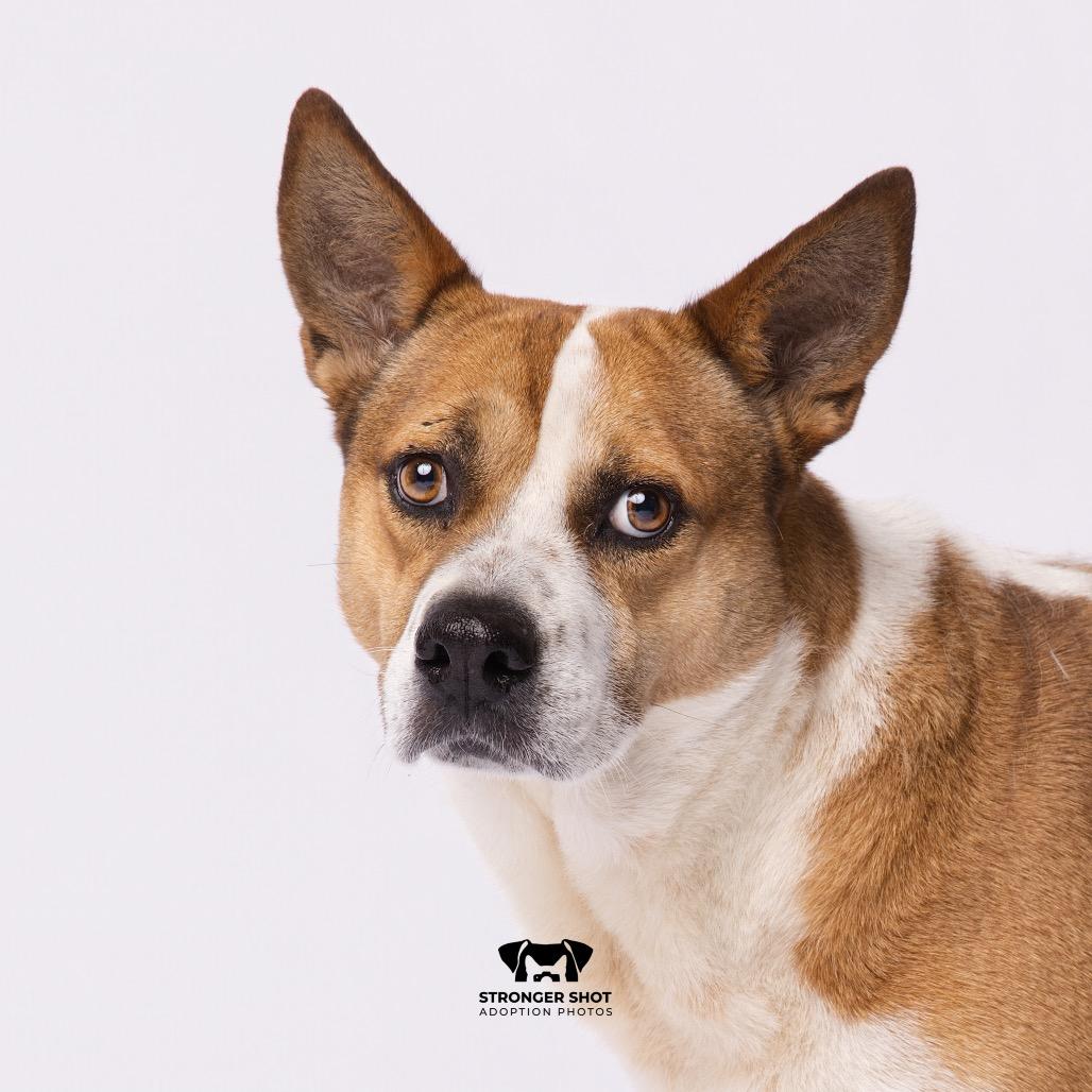 Deja, a Adoptable mixed breed in Tampa, FL image 3/3