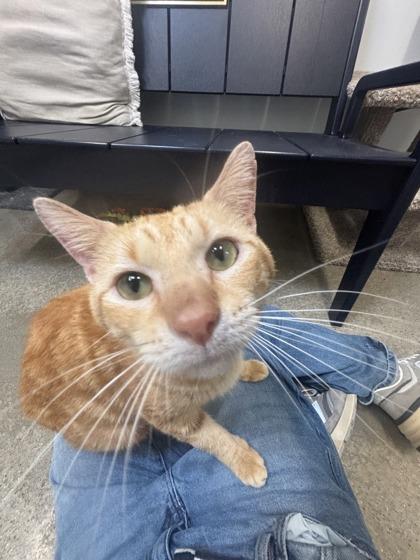 Matt (E2), Adoptable, Adult Male Domestic Short Hair & Domestic Short Hair.