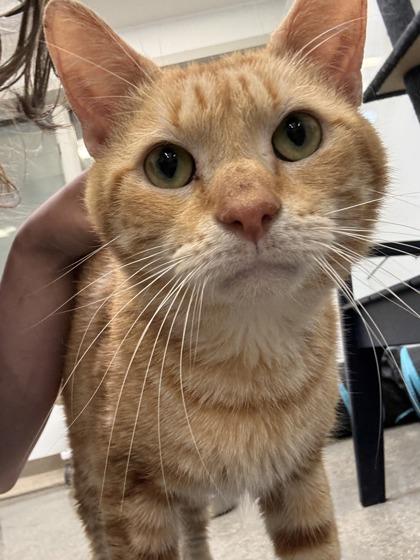 Enlarge Matt (E2), a Adoptable mixed breed in Lafayette, IN image 2/3