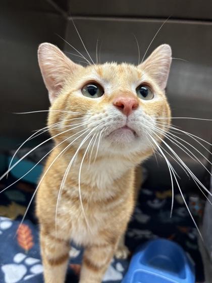 Enlarge Matt (E2), a Adoptable mixed breed in Lafayette, IN image 3/3