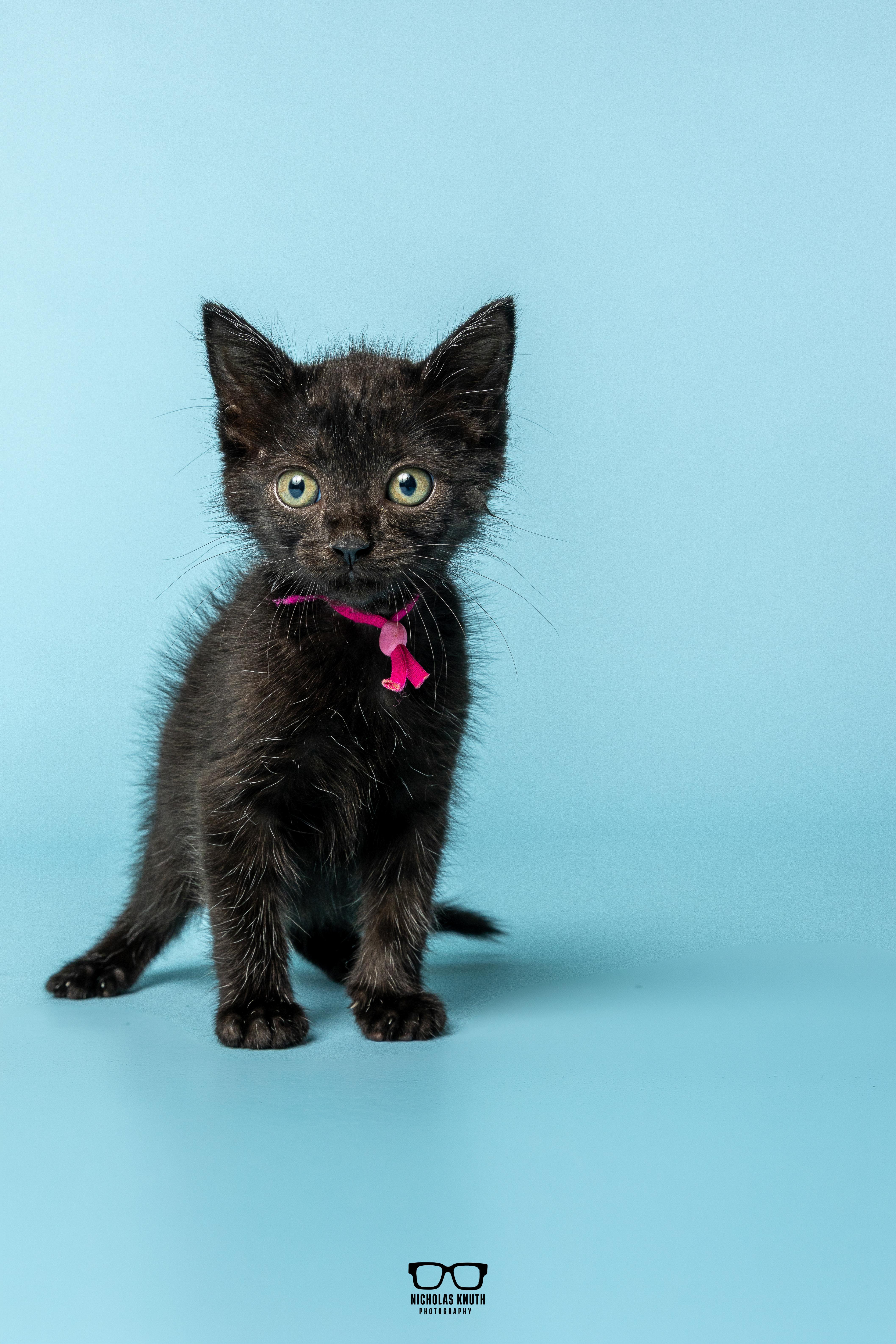 Enlarge Fava, a Adoptable Domestic Medium Hair in Palatine, IL image 2/4