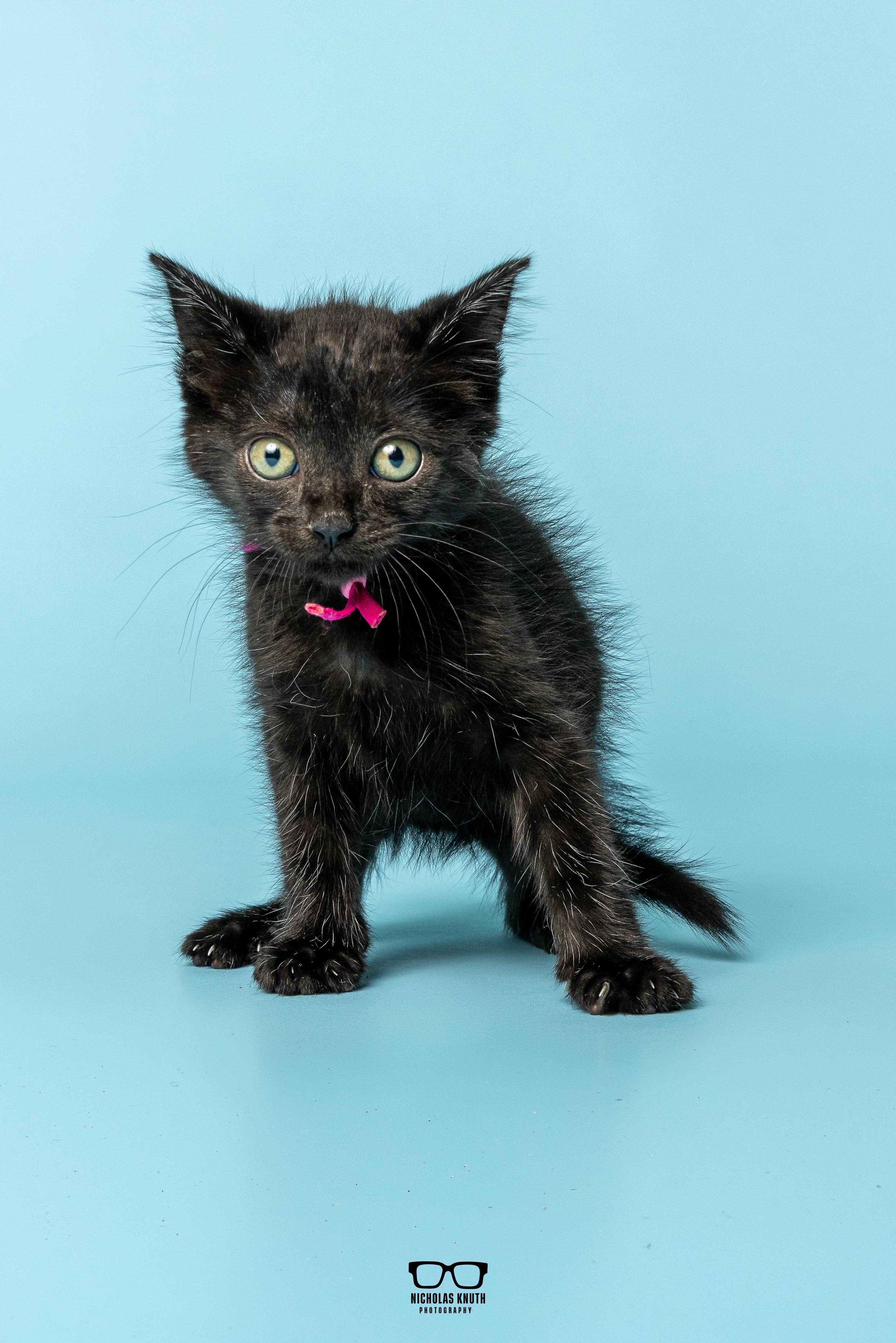 Enlarge Fava, a Adoptable Domestic Medium Hair in Palatine, IL image 4/4