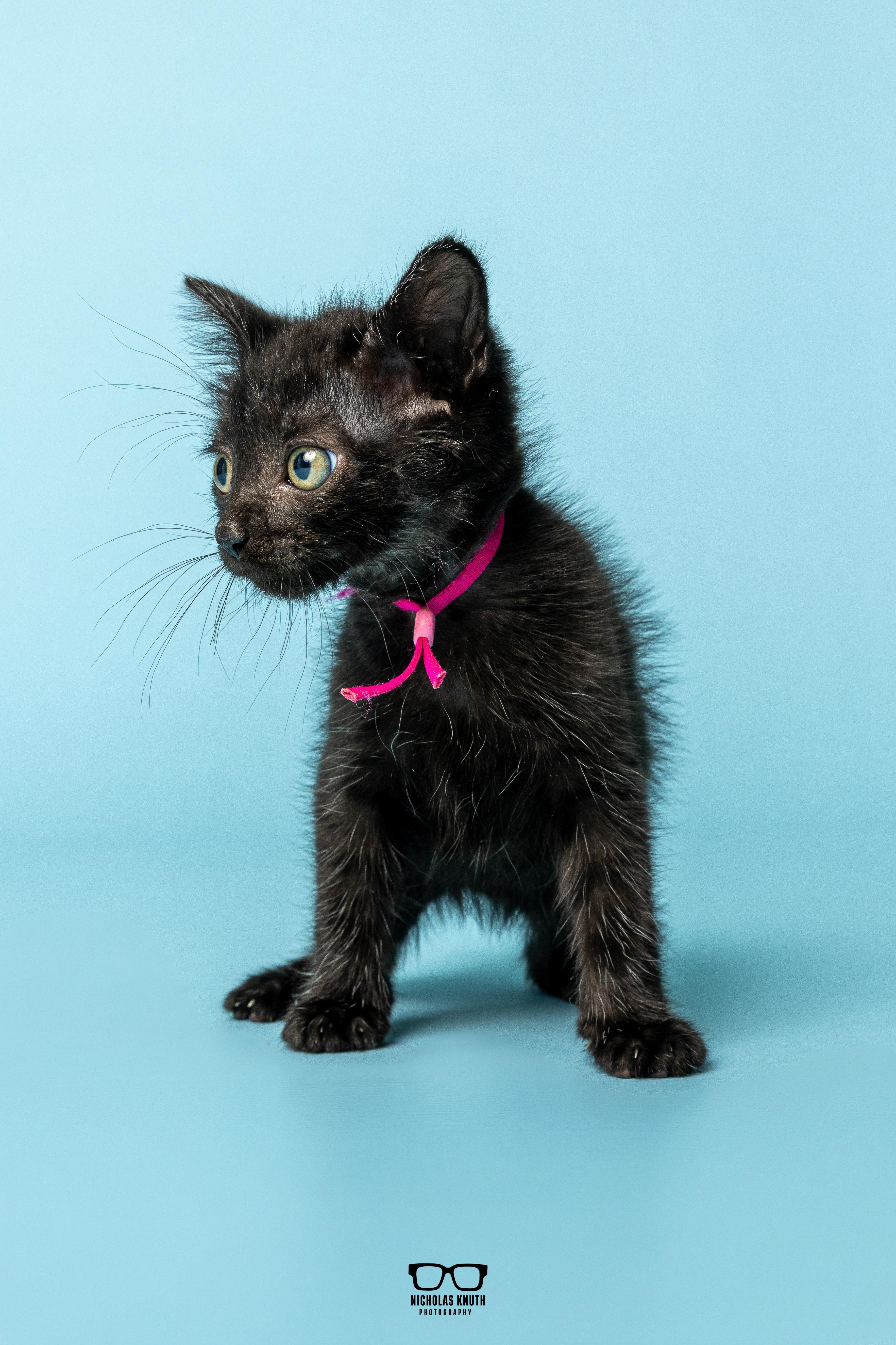 Fava, Adoptable, Kitten Female Domestic Medium Hair.