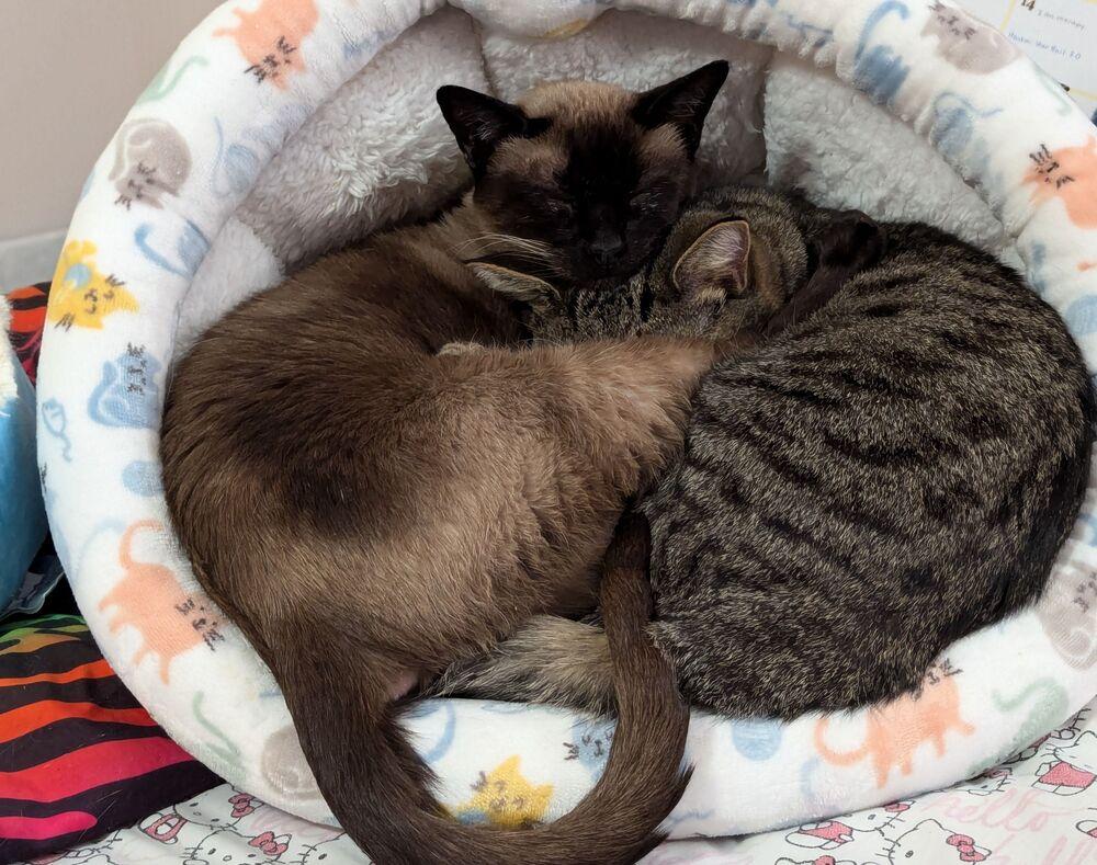 Mr Bean (Special Needs), a Adoptable Domestic Short Hair in Cary, NC image 1/5