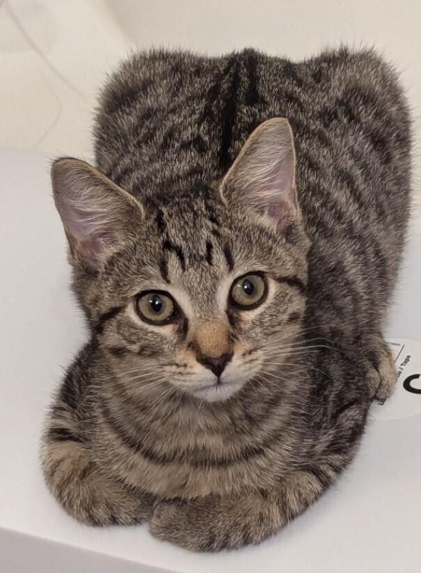 Mr Bean (Special Needs), a Adoptable Domestic Short Hair in Cary, NC image 2/5