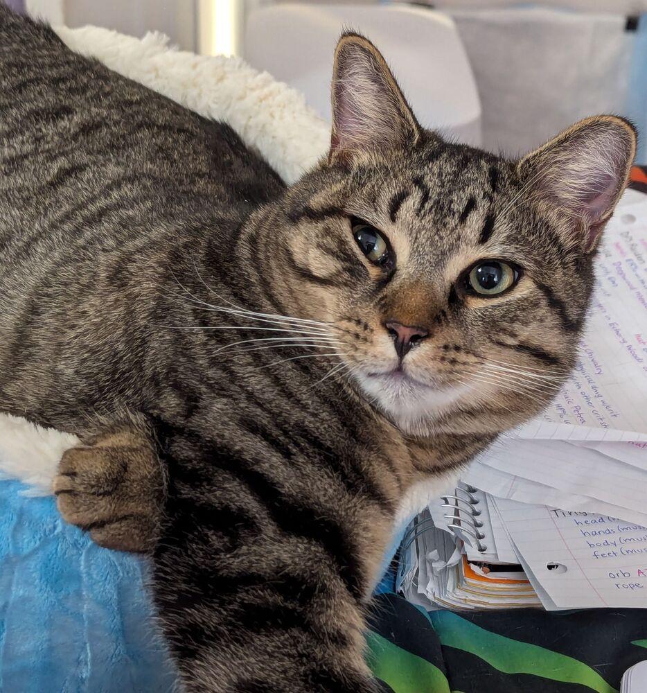 Mr Bean (Special Needs), a Adoptable Domestic Short Hair in Cary, NC image 3/5