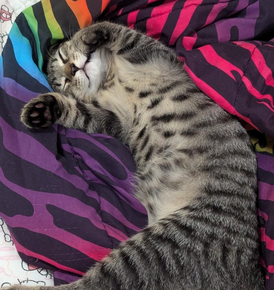 Mr Bean (Special Needs), a Adoptable Domestic Short Hair in Cary, NC image 4/5