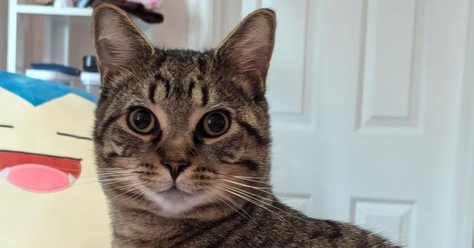 Mr Bean (Special Needs), a Adoptable Domestic Short Hair in Cary, NC image 5/5