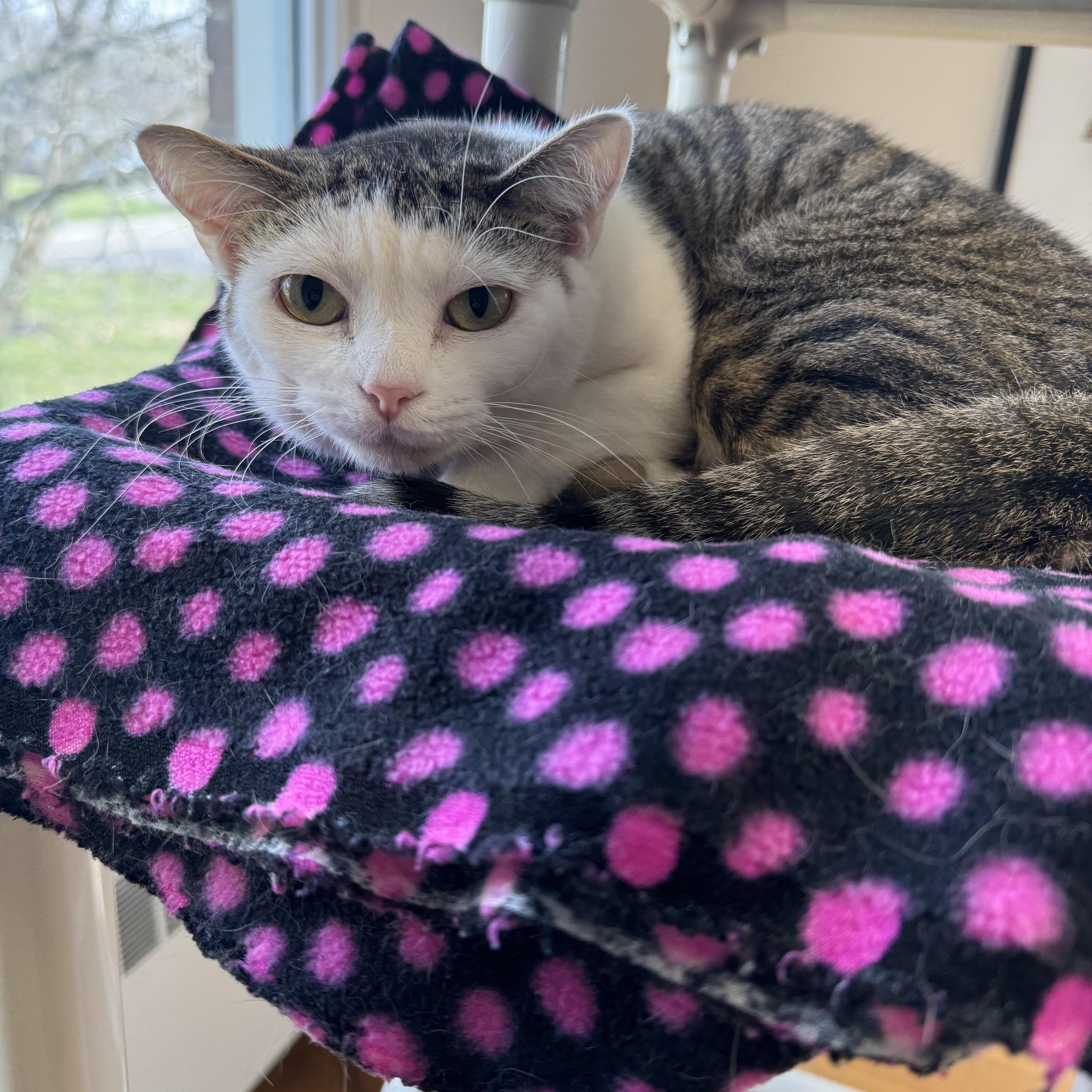 Staci , ADOPTABLE, Young Male Domestic Short Hair.