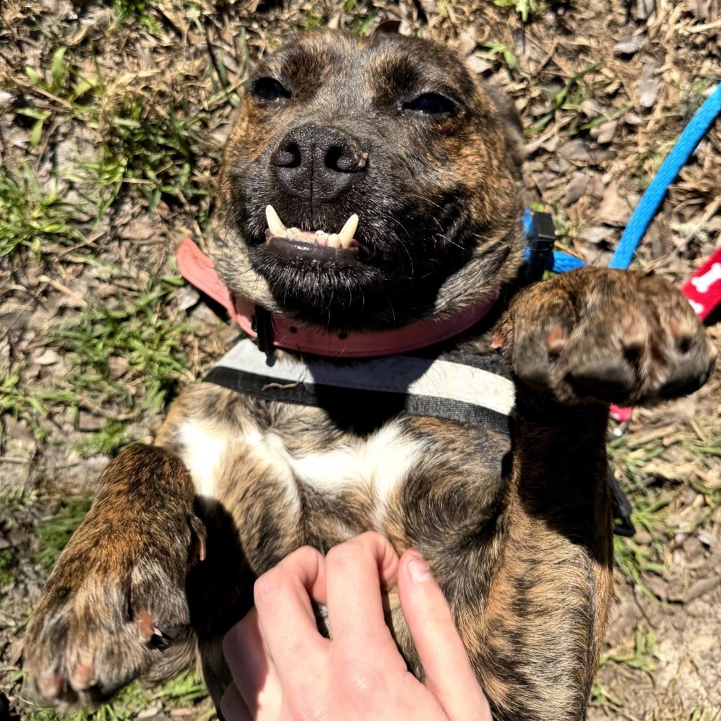 Tazzie 28356, Adoptable, Adult Female Mixed Breed.