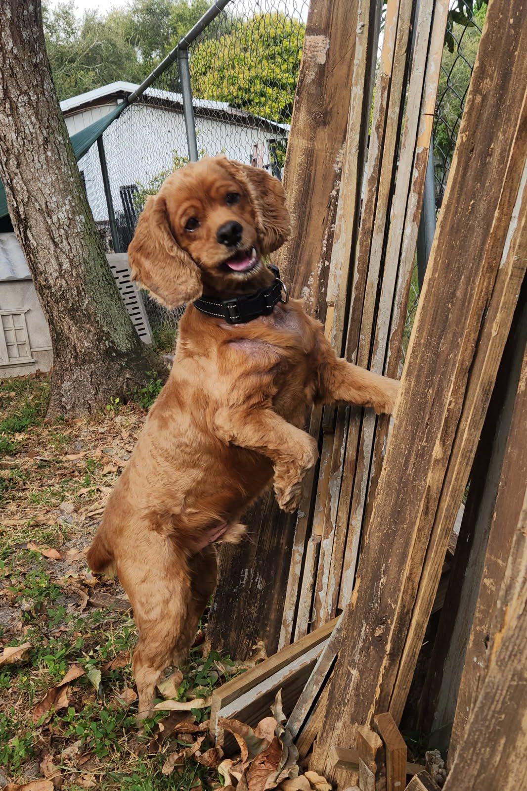Georgie, a Adoptable Cocker Spaniel in Cape Coral, FL image 2/6