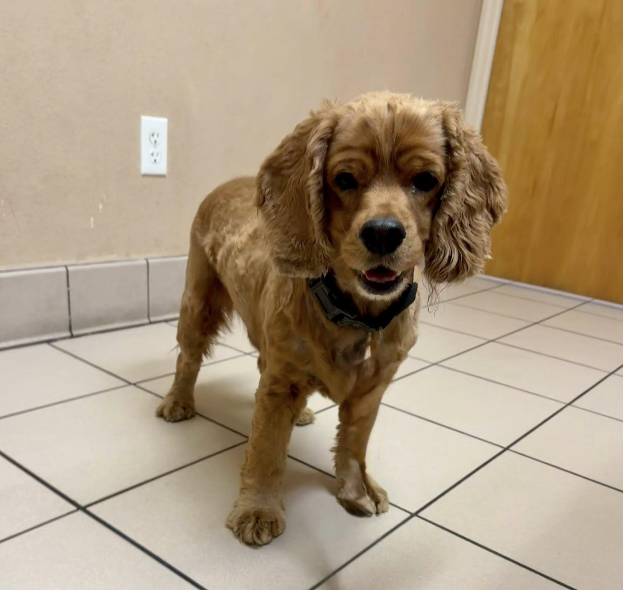 Georgie, a Adoptable Cocker Spaniel in Cape Coral, FL image 3/6