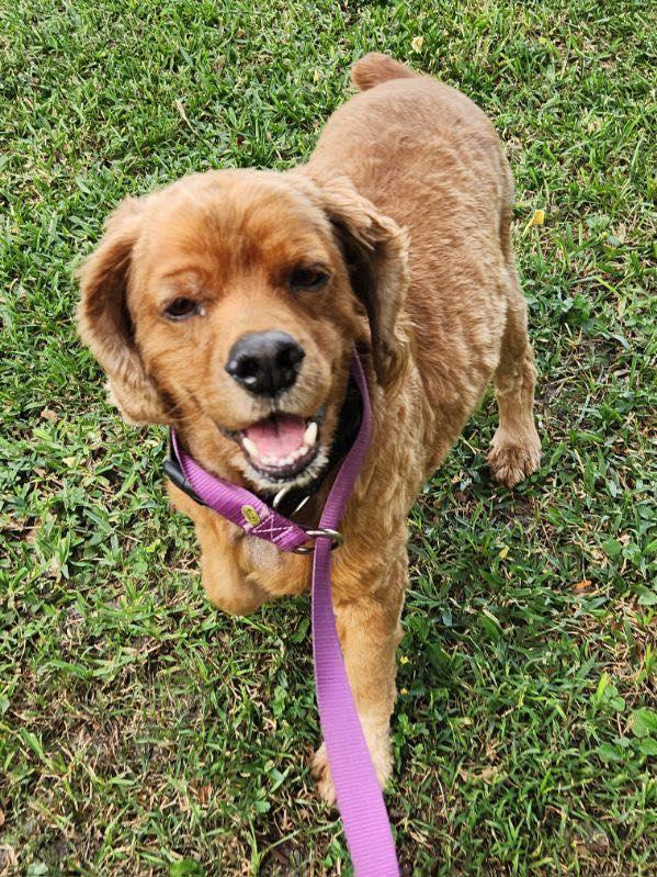 Georgie, a Adoptable Cocker Spaniel in Cape Coral, FL image 4/6