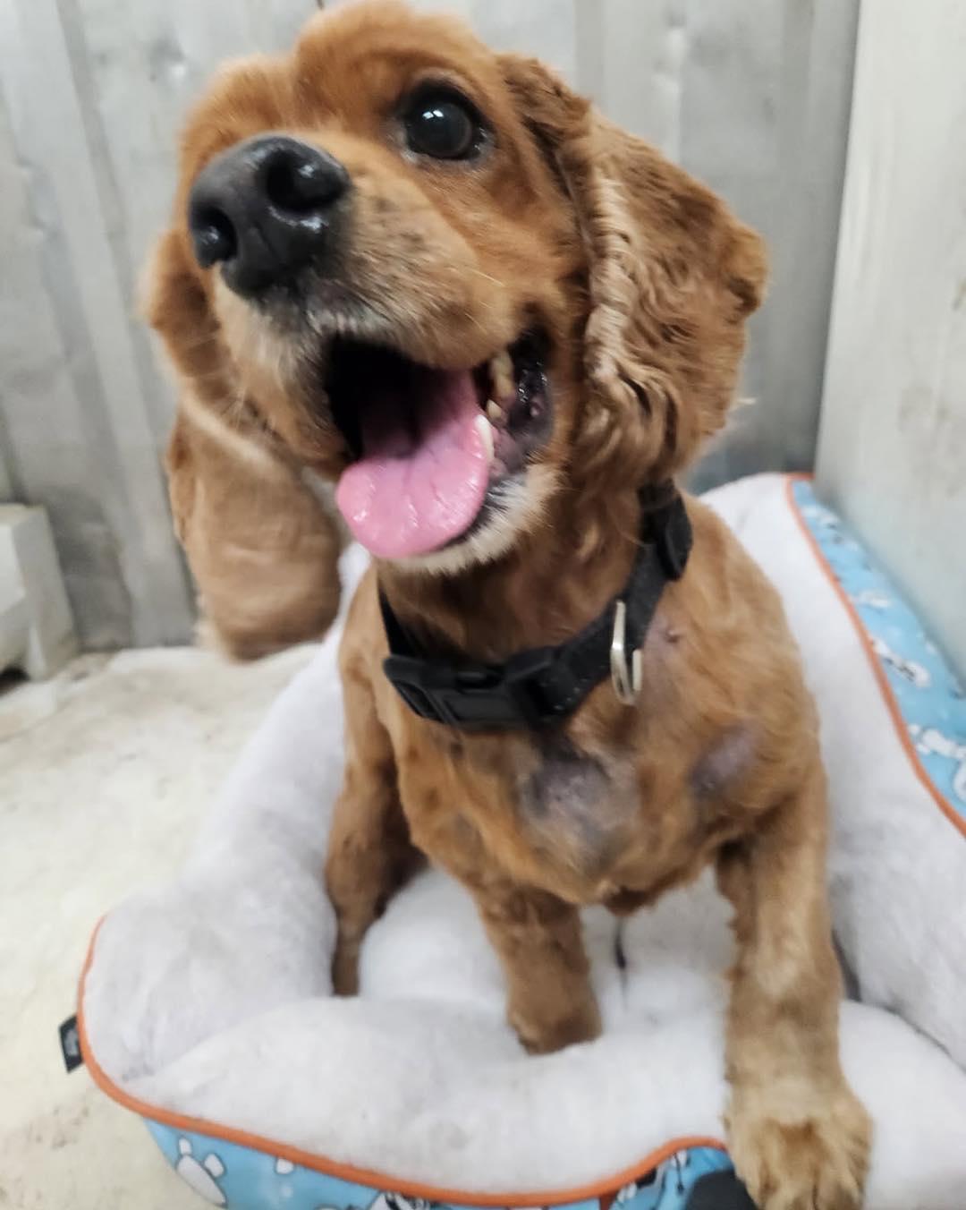 Georgie, a Adoptable Cocker Spaniel in Cape Coral, FL image 6/6