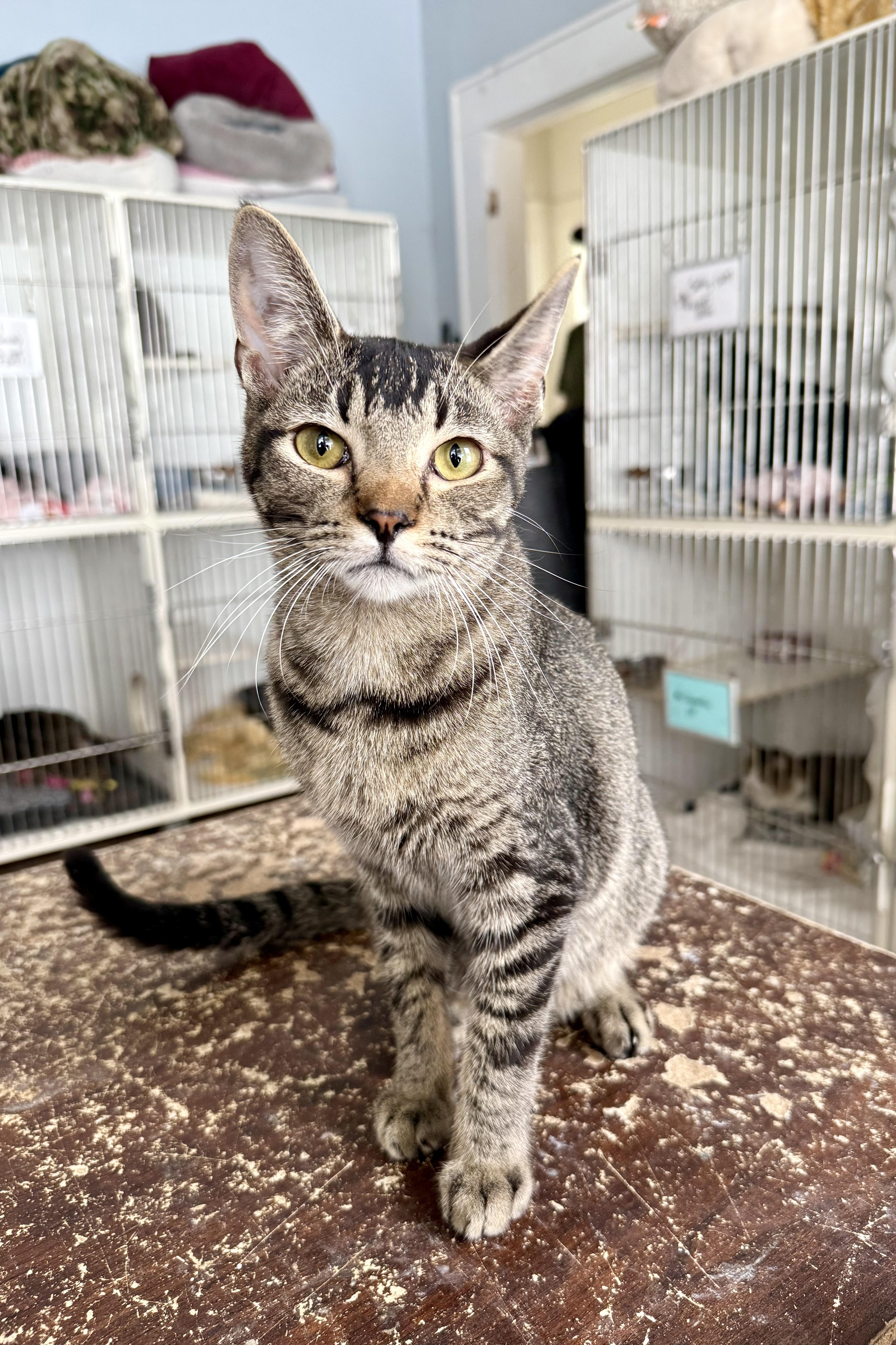 Enlarge Wookie, a ADOPTABLE mixed breed in Shreveport, LA image 2/2