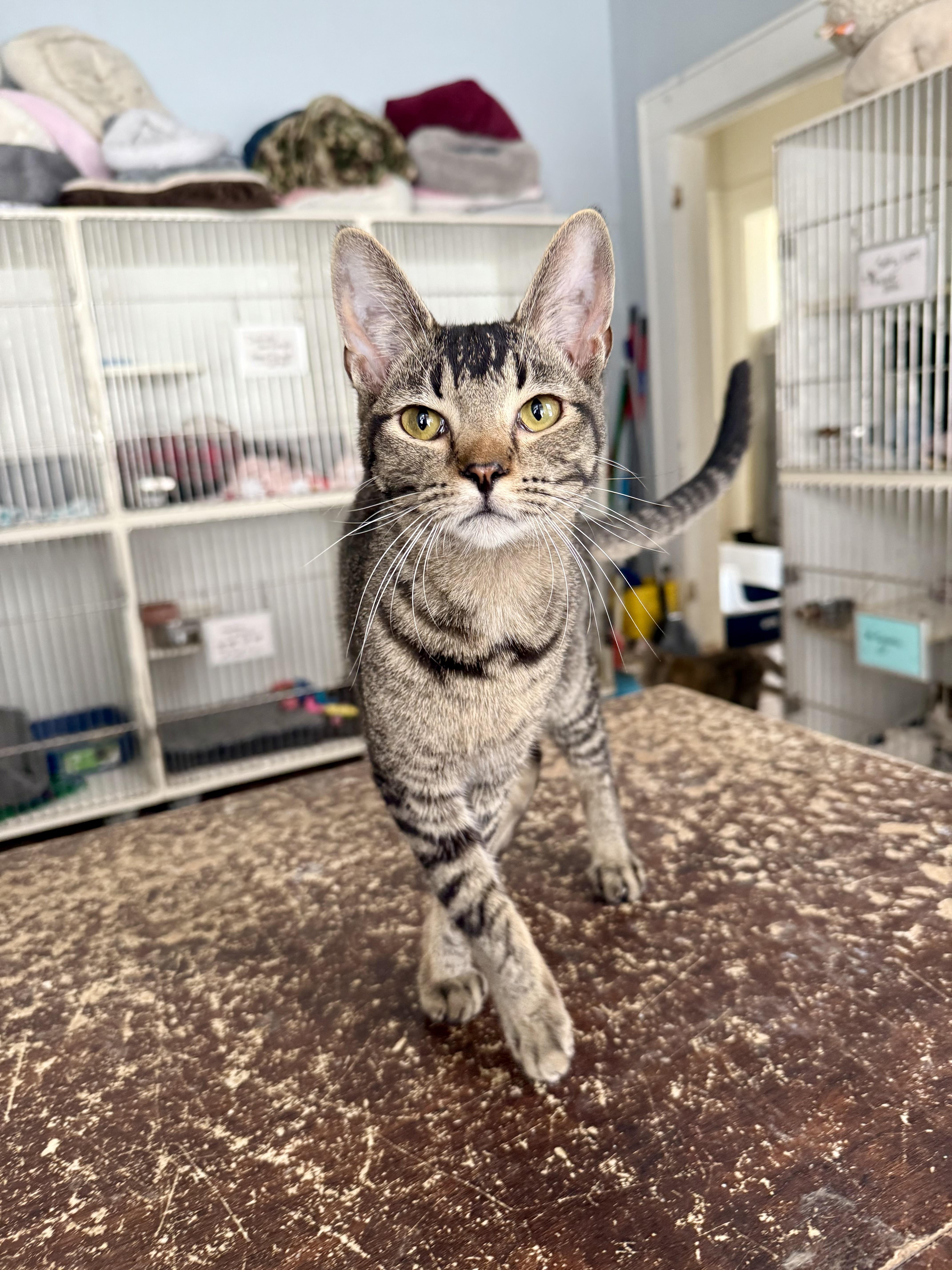 Wookie, ADOPTABLE, Young Male Abyssinian & Domestic Short Hair.