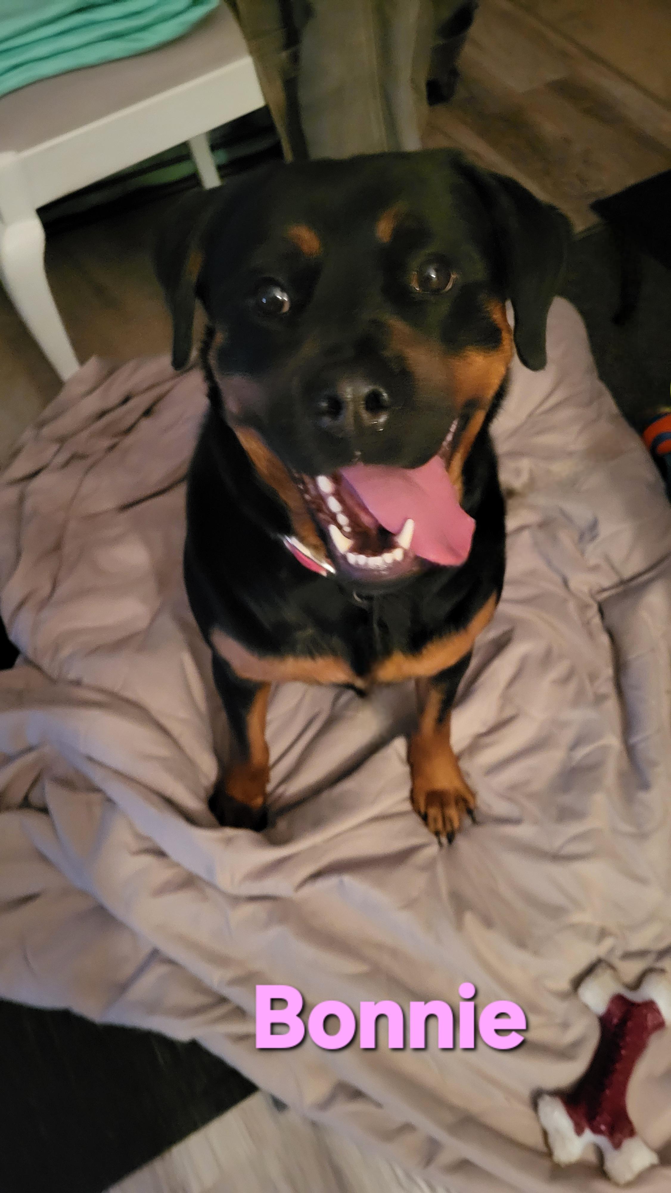 Bonnie, a Adoptable Rottweiler in Davison, MI image 2/5