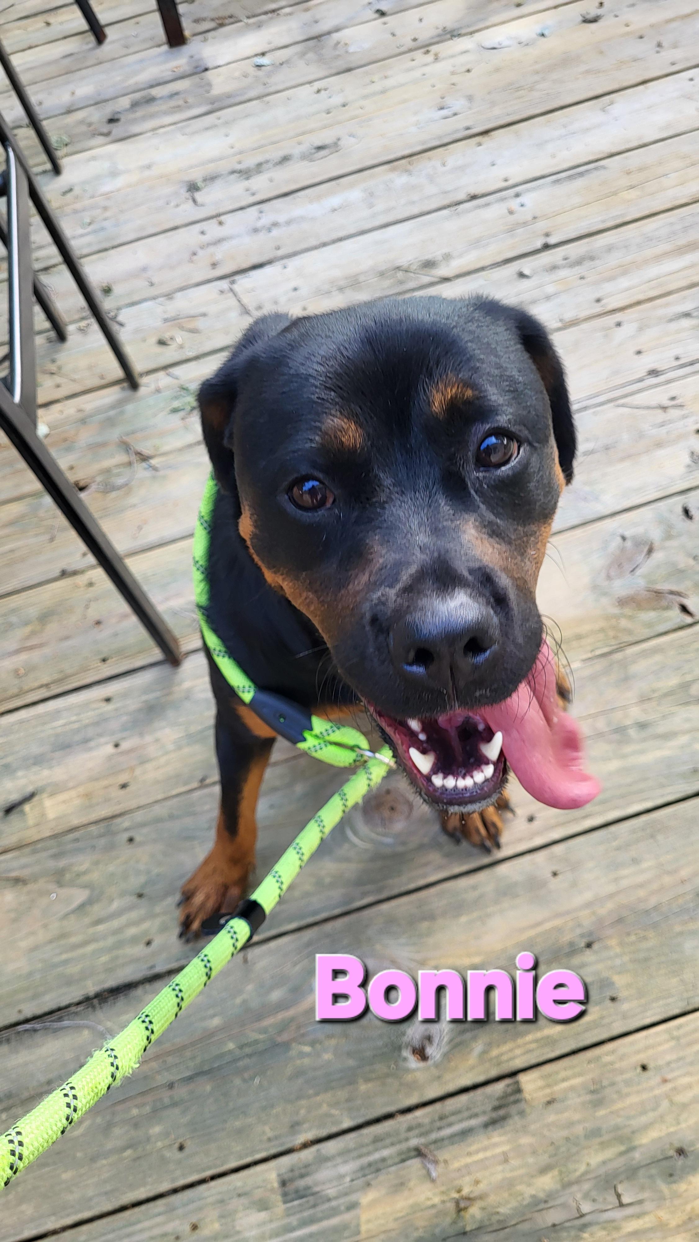 Bonnie, a Adoptable Rottweiler in Davison, MI image 5/5