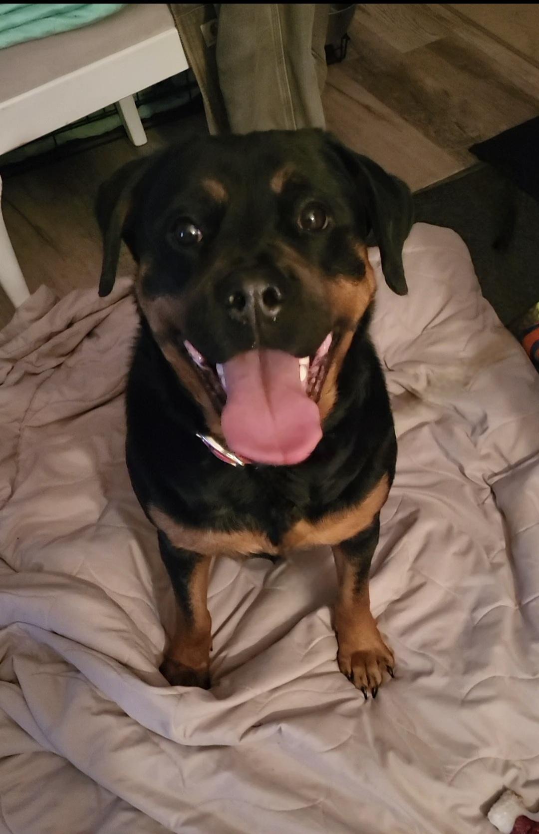 Bonnie, Adoptable, Puppy Female Rottweiler.