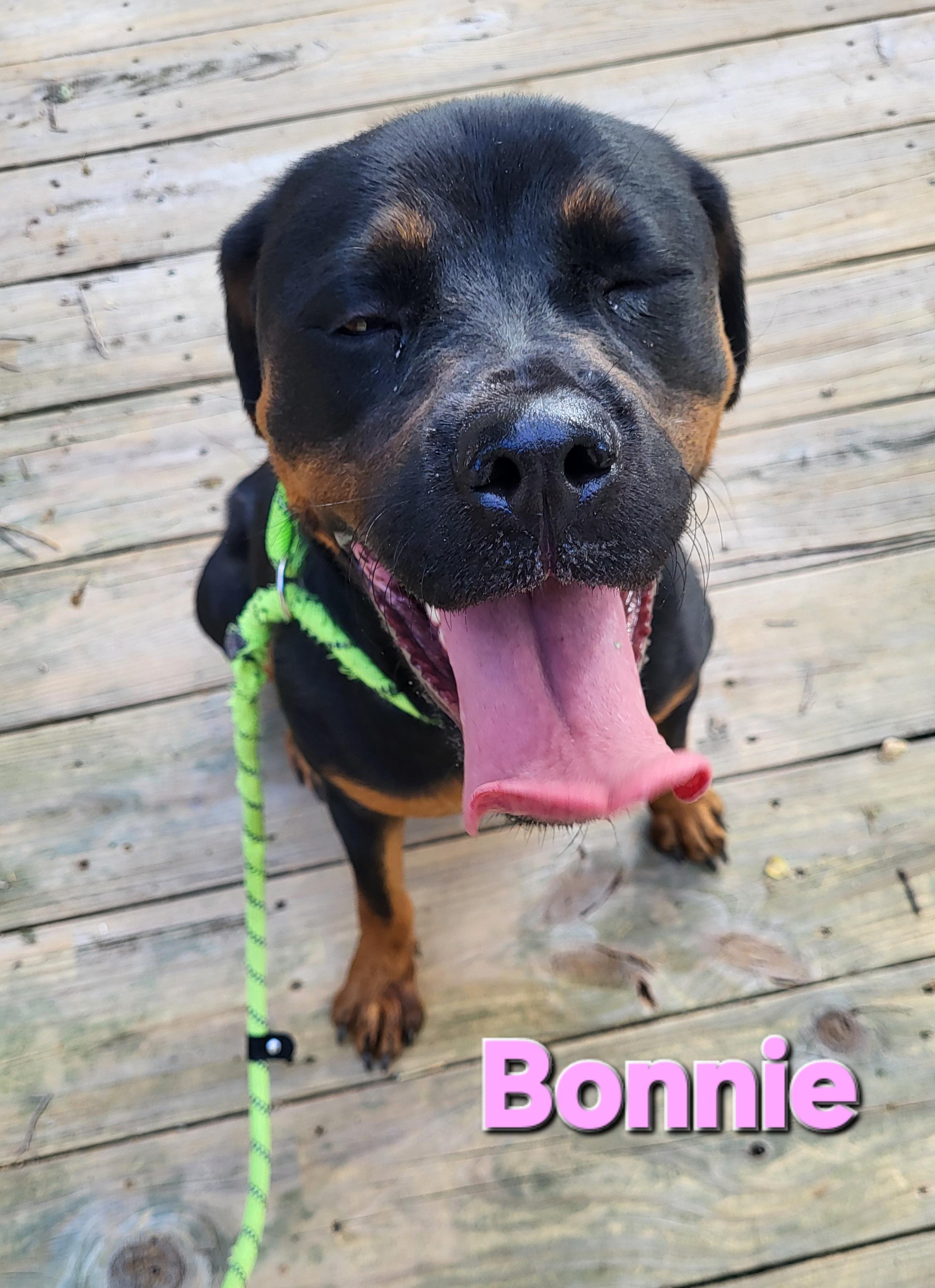 Bonnie, a Adoptable Rottweiler in Davison, MI image 4/5