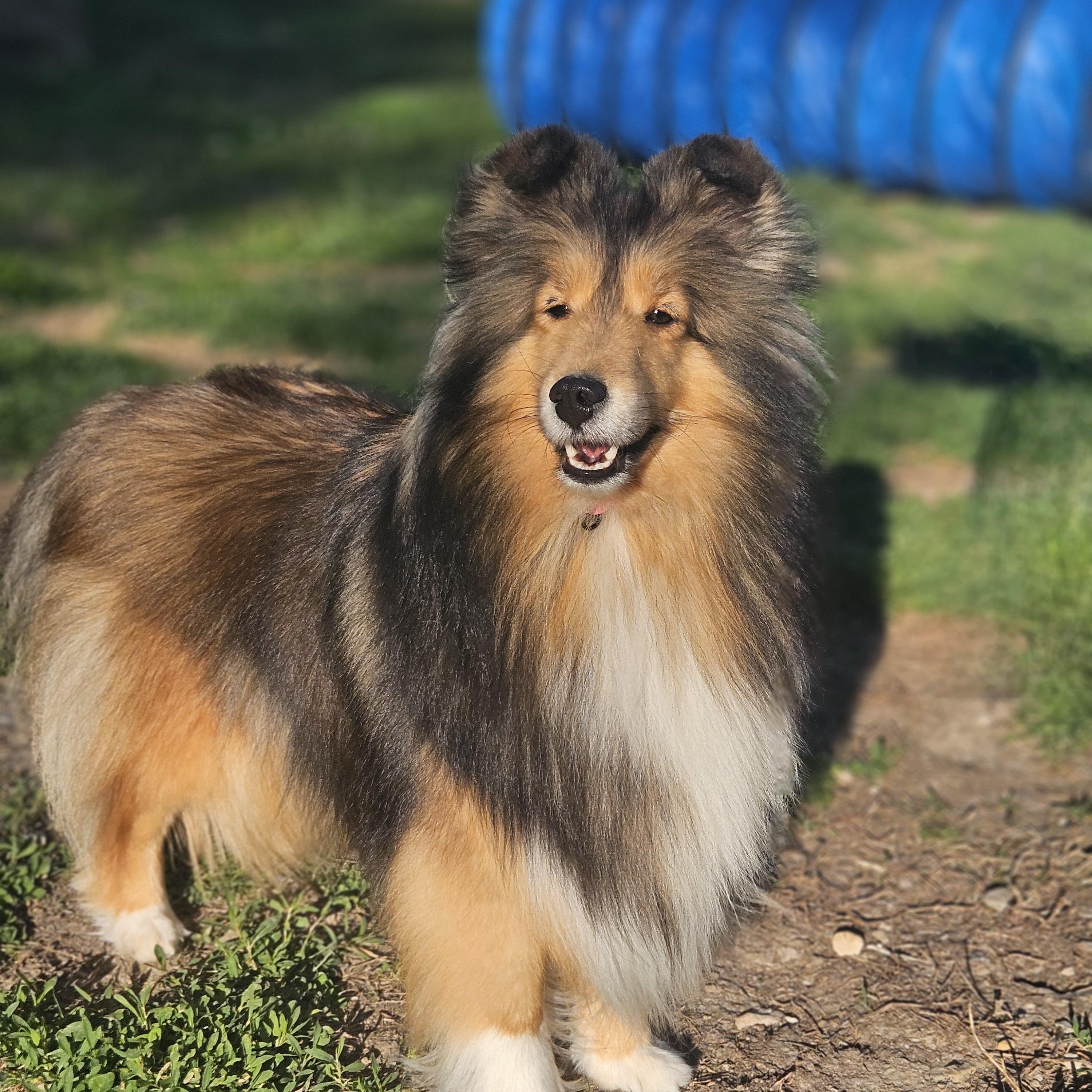 Josie, Adoptable, Young Female Shetland Sheepdog / Sheltie.