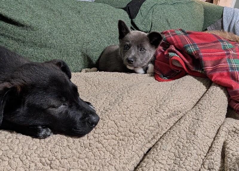 Snow Rain — thumbnail 2