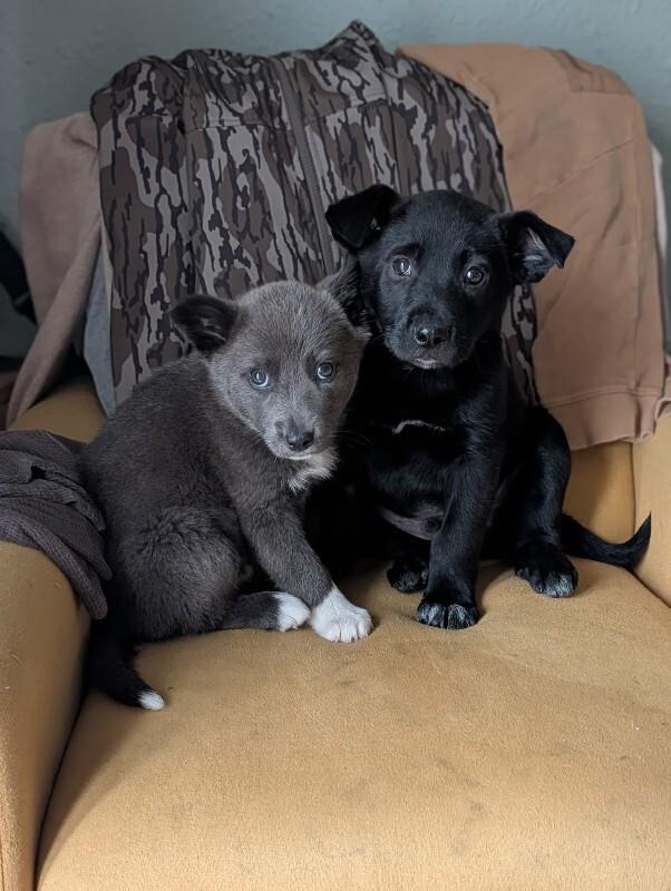 Snow Rain — thumbnail 3