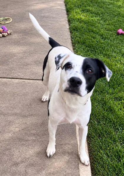 Freckles, Adoptable, Adult Female Dalmatian & Mixed Breed.