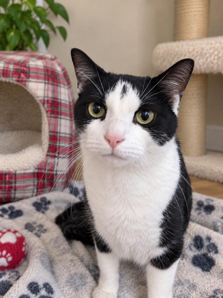 Enlarge Cindy and Mindy, a Adoptable Domestic Medium Hair in Westwood, NJ image 2/5