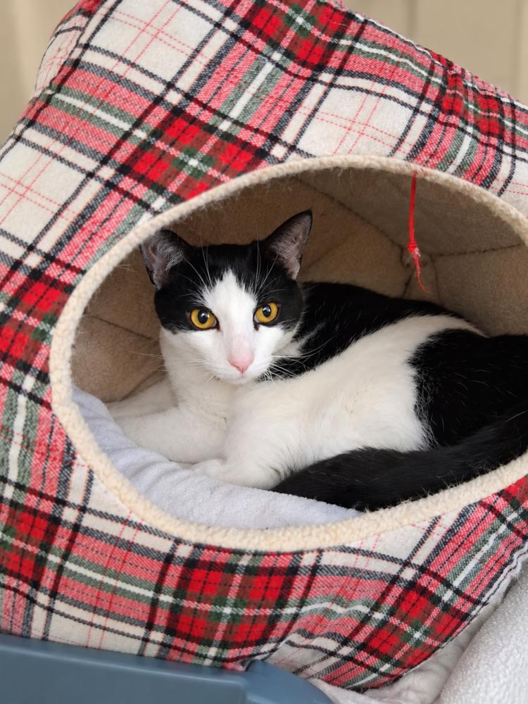 Enlarge Cindy and Mindy, a Adoptable Domestic Medium Hair in Westwood, NJ image 5/5