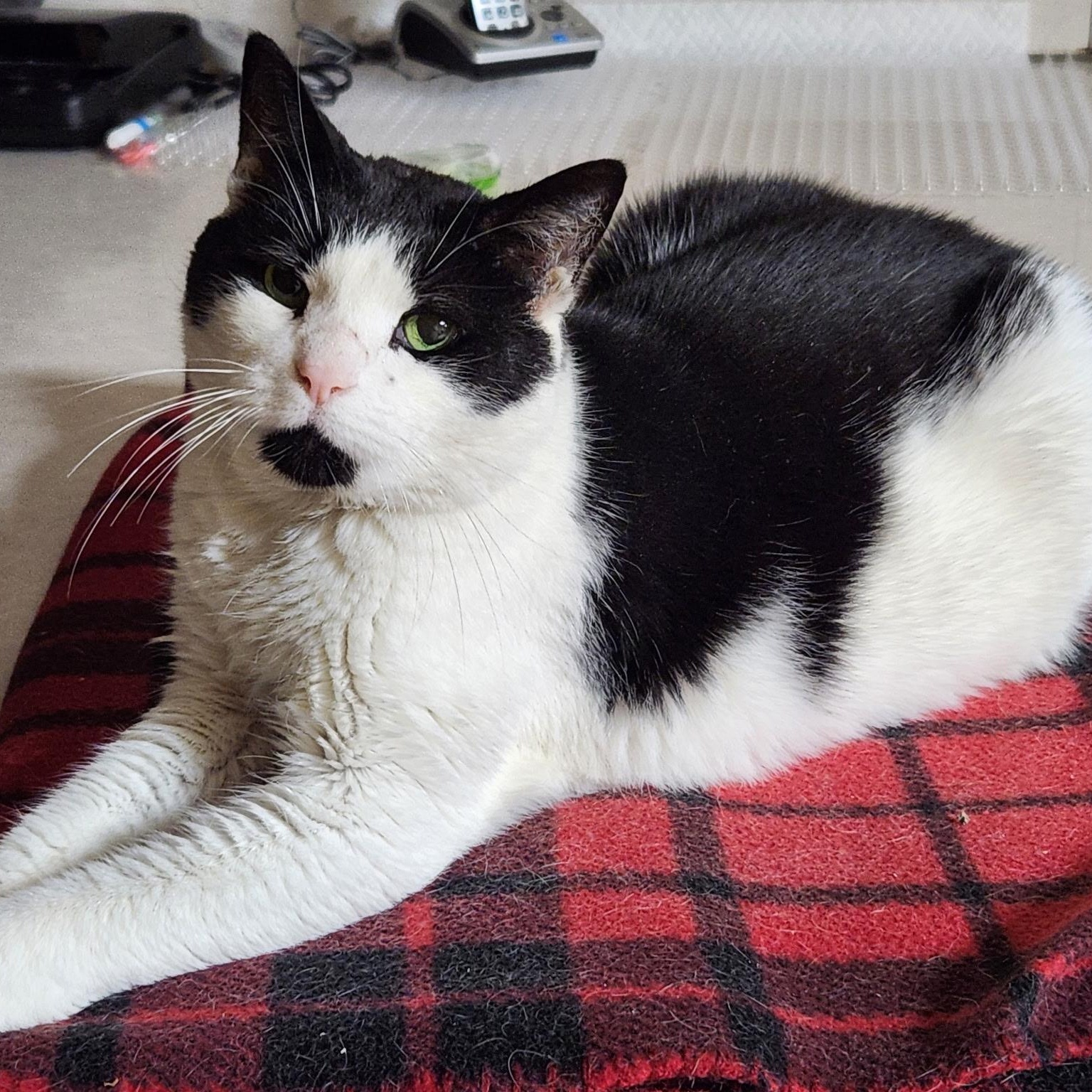 Poncho, ADOPTABLE, Senior Male Domestic Short Hair.