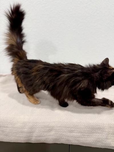 Tortellini, an adopted Tortoiseshell in Las Vegas, NV image 3/3
