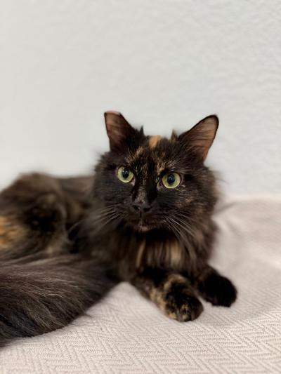 Tortellini, an adopted Tortoiseshell in Las Vegas, NV image 2/3