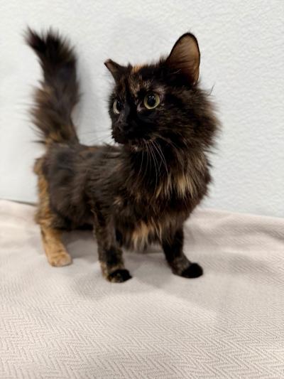 Tortellini, an adopted Tortoiseshell in Las Vegas, NV image 1/3